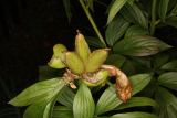 Paeonia officinalis RCP7-2015 (119) seeds.JPG